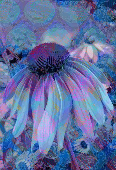 Cone Flower by Scott J. Davis